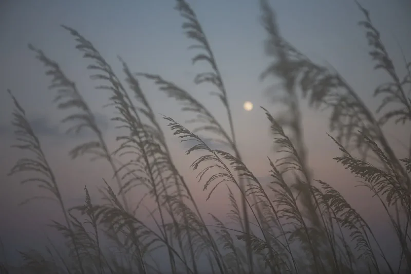 The media file [Hilton Head] is by CallahanFreet.