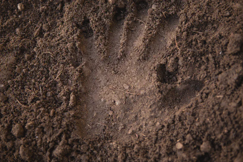 The media file [At Birth] is by CallahanFreet.