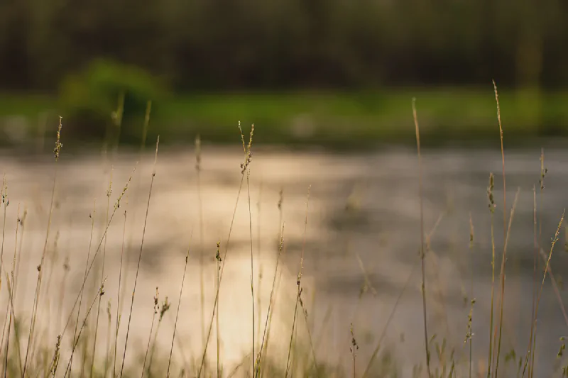 The media file [Buddha] is by CallahanFreet.