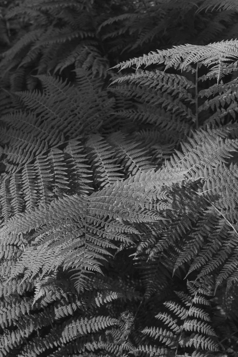 The media file [Birds] is by CallahanFreet.