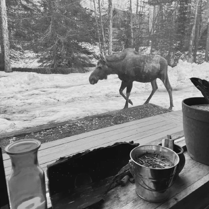 The media file [Sorrowless] is by CallahanFreet.