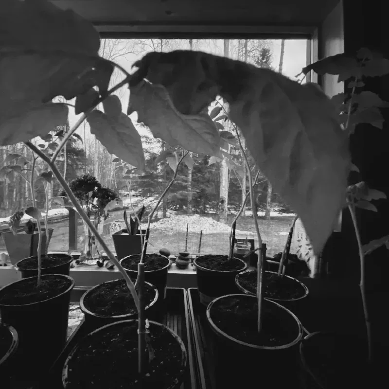 The media file [Sorrowless] is by CallahanFreet.