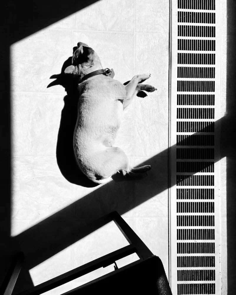 The media file [Canines] is by CallahanFreet.