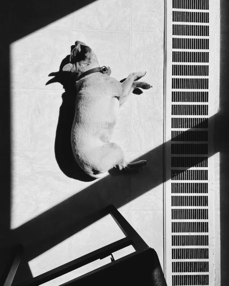 The media file [Canines] is by CallahanFreet.