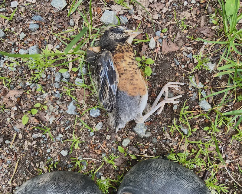 The media file [Life Just Sucks.] is by CallahanFreet.