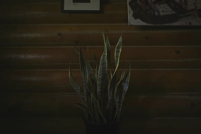 The media file [Will to Truth] is by CallahanFreet.