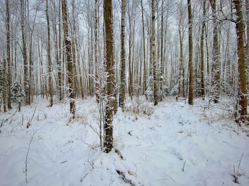 The media file [Troughs] is by CallahanFreet.