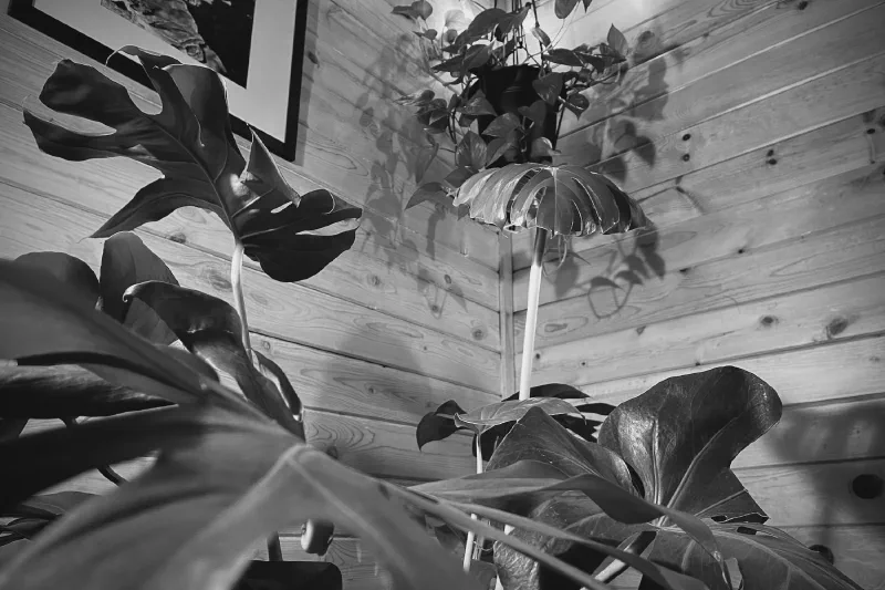 The media file [Greenery] is by CallahanFreet.