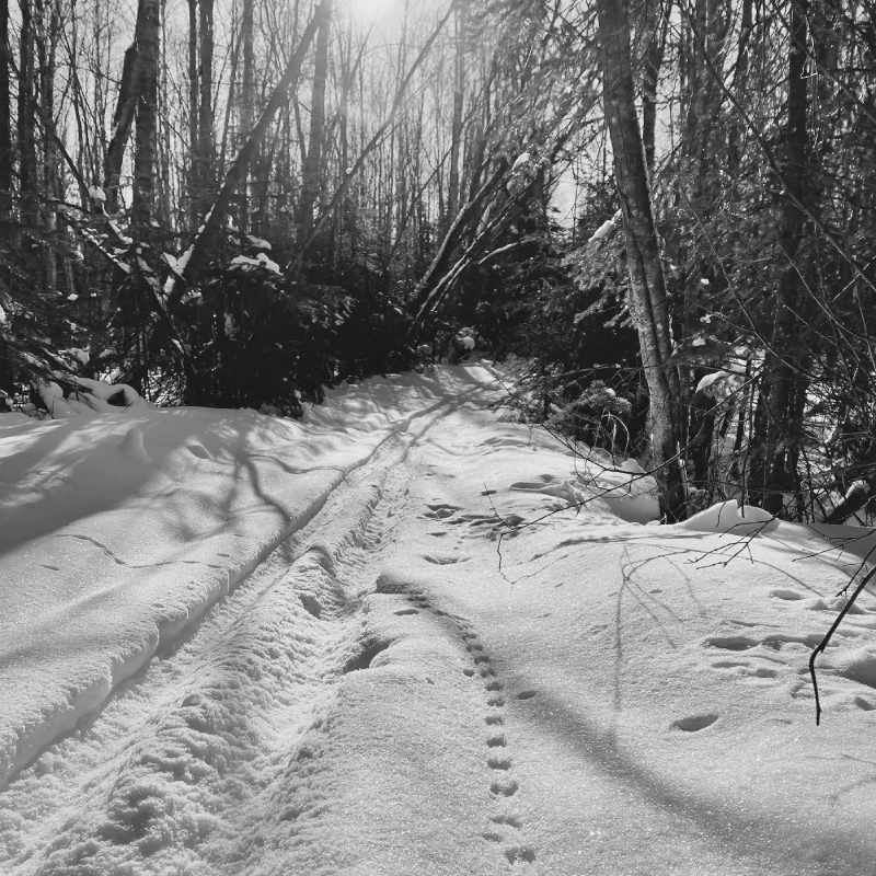 The media file [Present Tense] is by CallahanFreet.