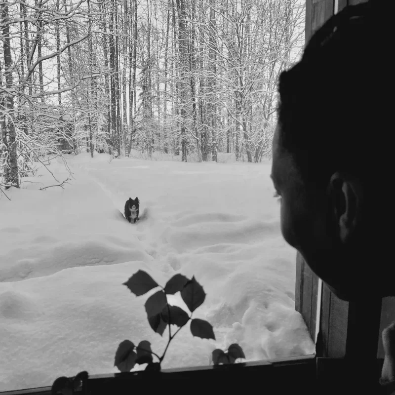 The media file [Dog Life] is by CallahanFreet.