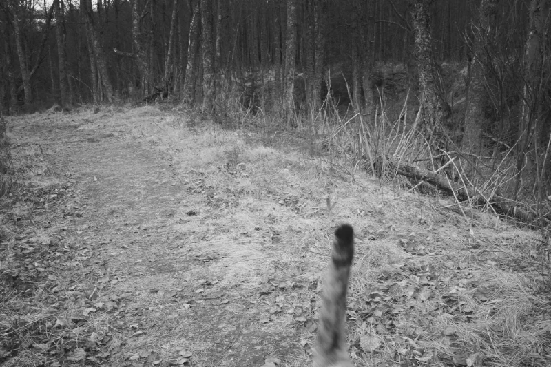 The media file [Cats] is by CallahanFreet.