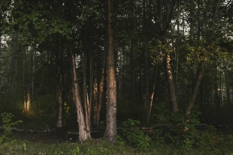 The media file [Nothing Is New] is by CallahanFreet.