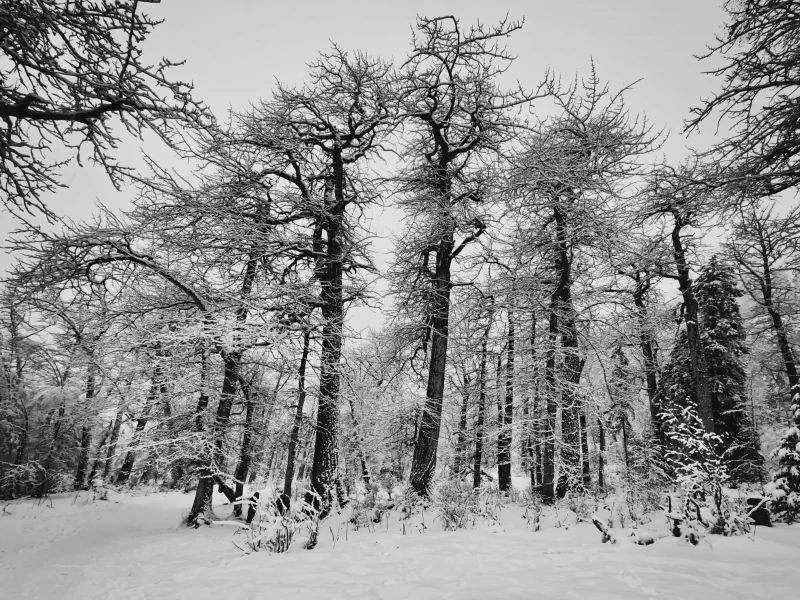 The media file [Evolving Art] is by CallahanFreet.