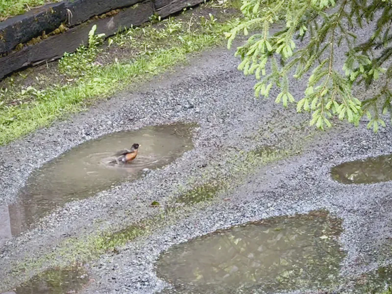 The media file [Robins] is by CallahanFreet.