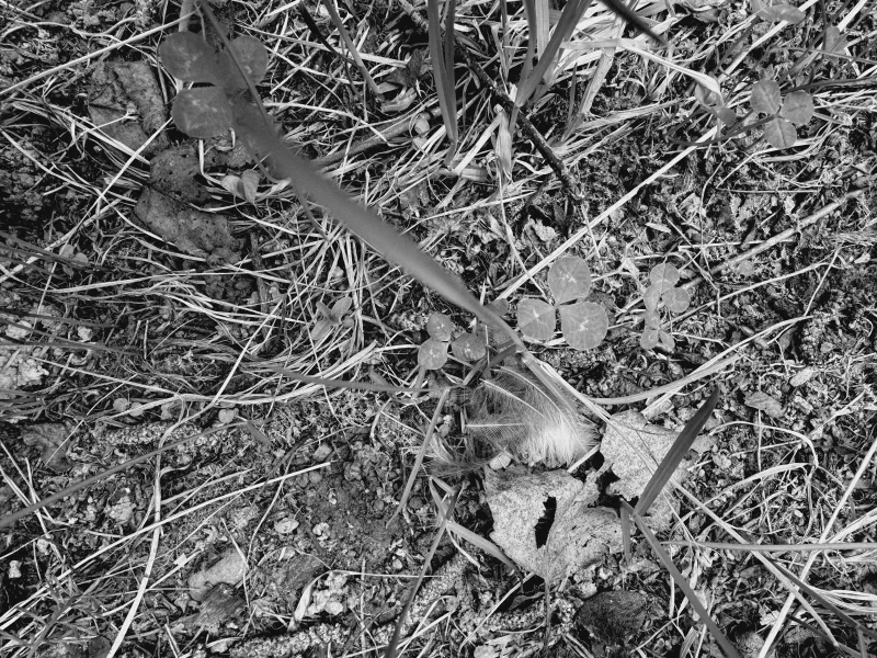 The media file [Spontaneity] is by CallahanFreet.