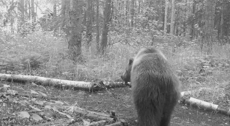 The media file [Inherent Danger] is by CallahanFreet.